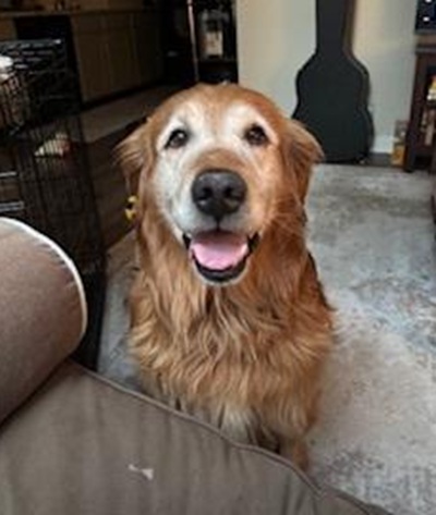 buddy25056 foster1