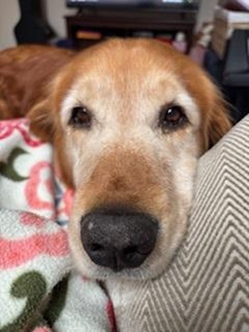 buddy25056 foster2