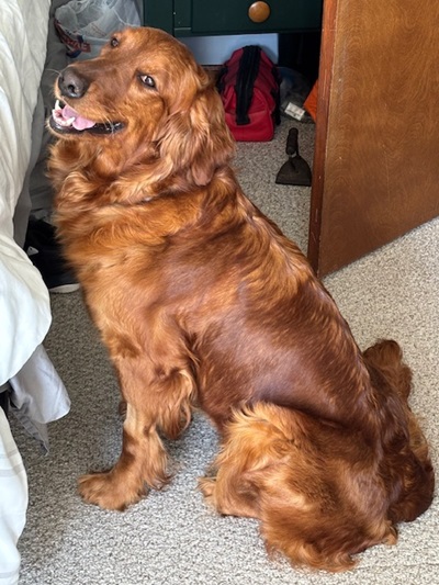 hazel25045 foster4