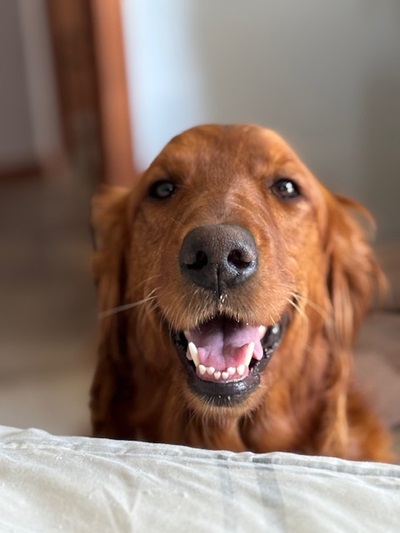 hazel25045 foster5