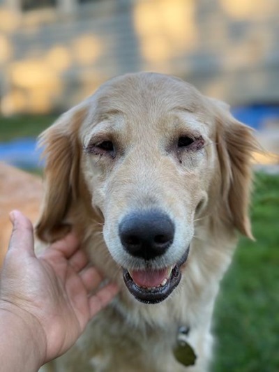lily25061 foster1
