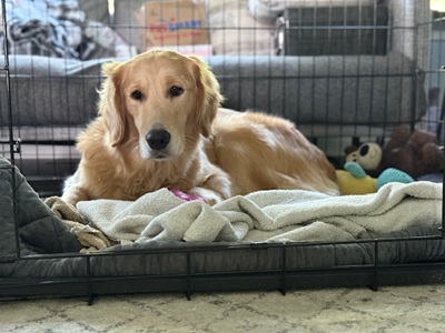 lily25061 foster4