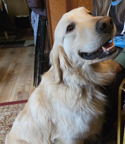 rex25042 foster1