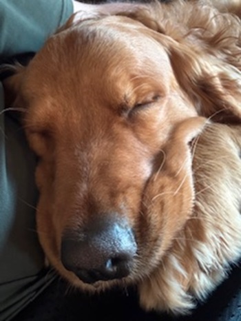 rusty25033 foster1