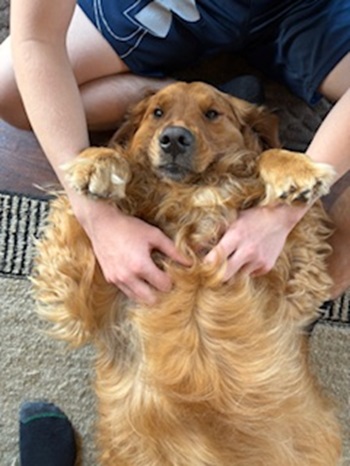 rusty25033 foster2