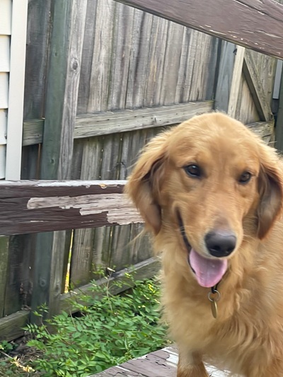 toast25058 foster1