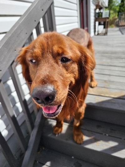 tucker25039 foster1