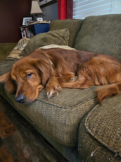 tucker25039 foster2