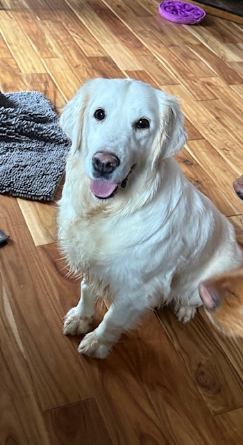 maggie25014 foster1