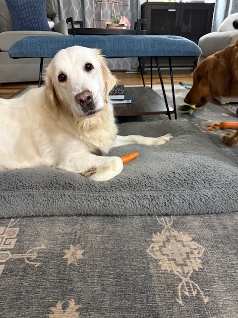 maggie25014 foster4