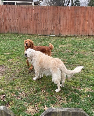 misty25002 foster5