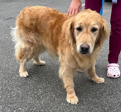 hazel25045 foster3