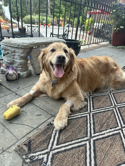 lexi25078 foster1
