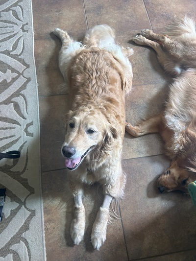 lexi25078 foster3
