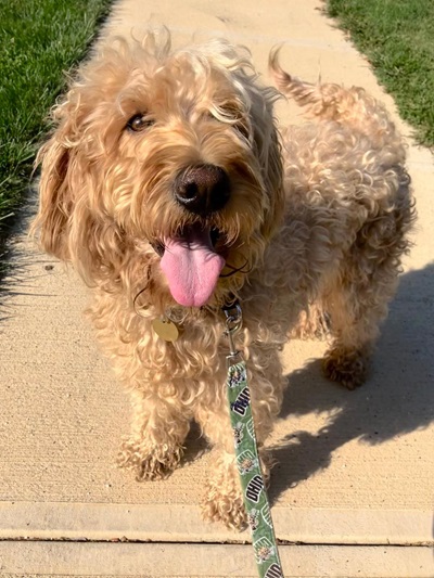 toffee25083 foster3