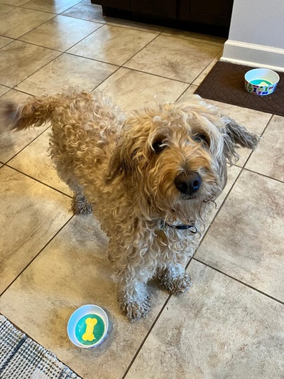 toffee25083 foster4