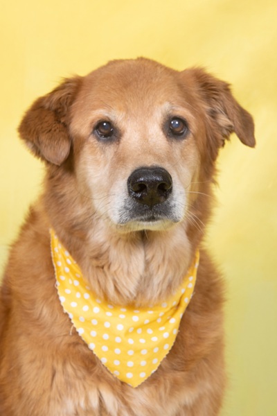 willow25134 foster5