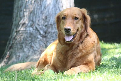 Lady26046 foster3