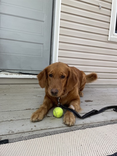lady26046 foster2