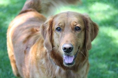 lady26046 foster4