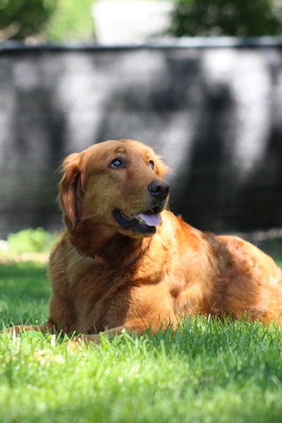 lady26046 foster5