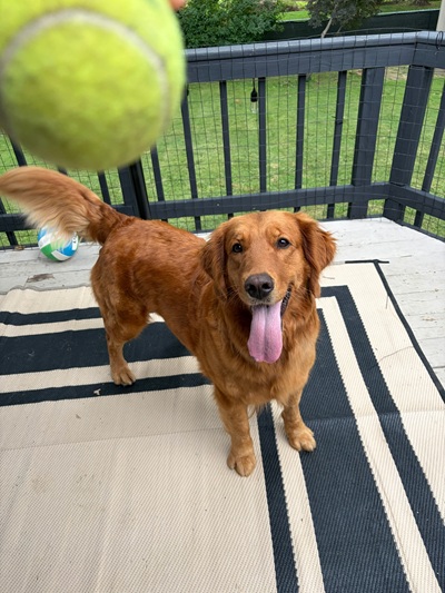 lady26046 foster6