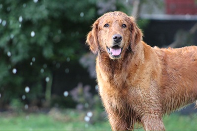 lady26046 foster7