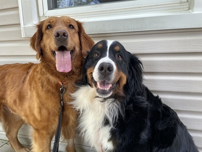 lady26046andlola26055 foster1