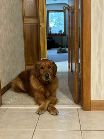 laynie26030 foster1
