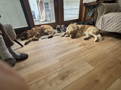 laynie26030 foster3