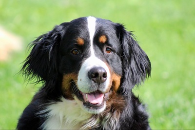lola26055 foster4