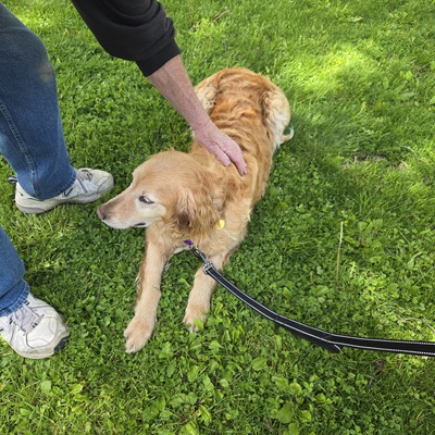 lolaann26054 foster2