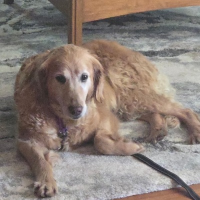 lolaann26054 foster3