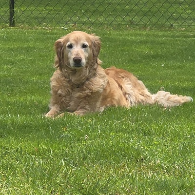 lolaann26054 foster4