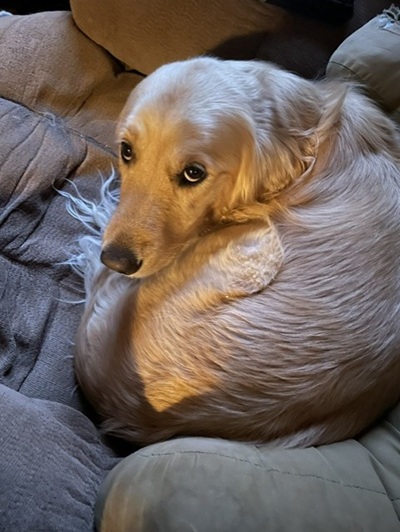 sophie26020 foster1