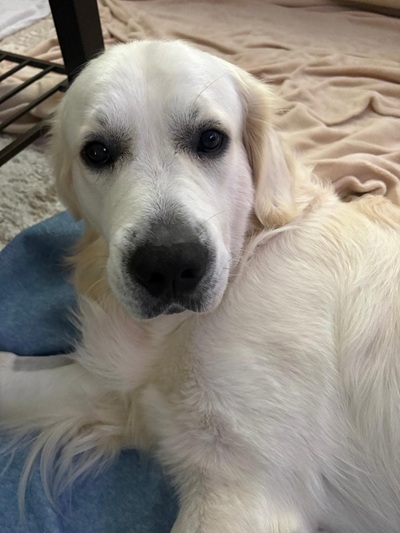 thor26061 foster3