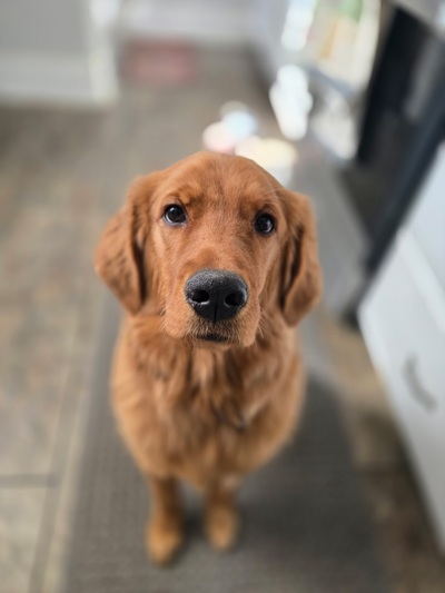 andarna26025 foster1