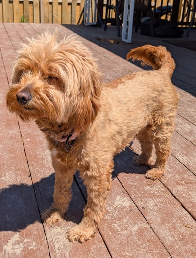 orla26031 foster4