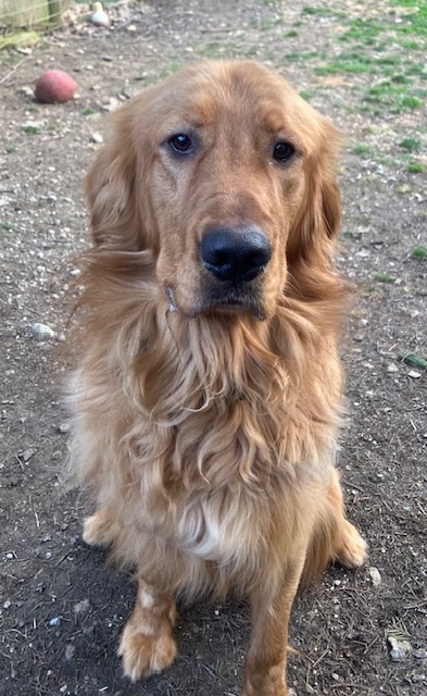 pancake25139 trainer1