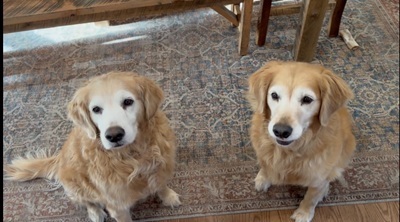 rosie26014anddaisy26015 1