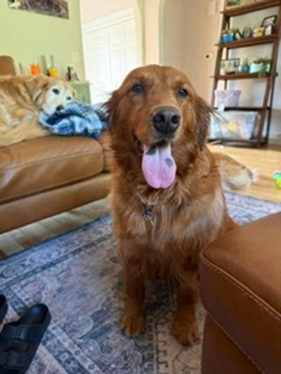 bella26101 foster1
