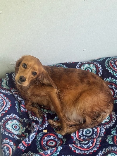 dolly26118 foster1