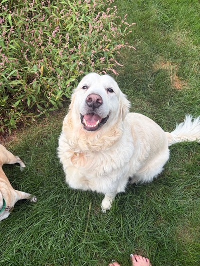 falkor26078 foster2