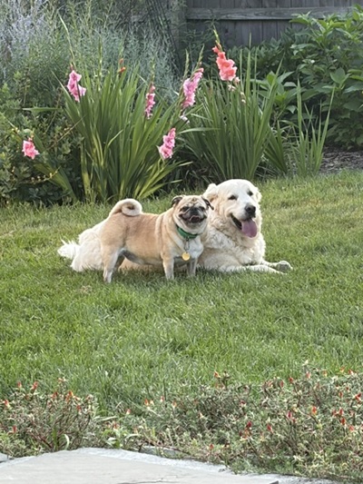 falkor26078andziggy26012 foster1
