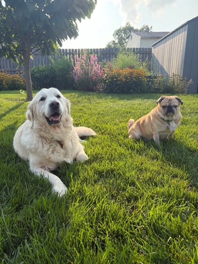 falkor26078andziggy26012 foster2