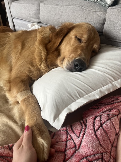 harriet26087 foster2
