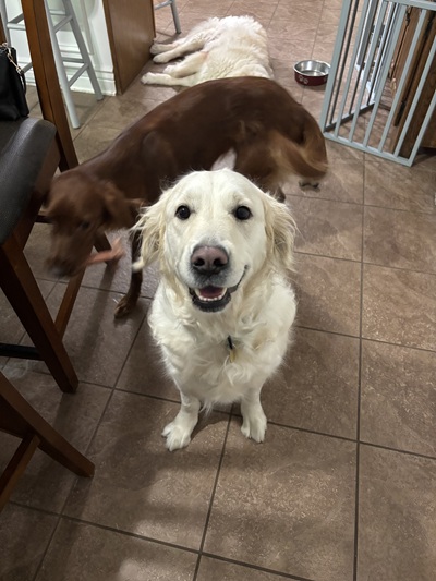 lady26082 foster1