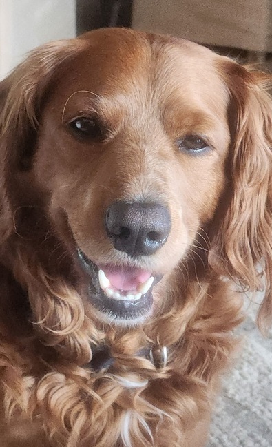 seamus26037 1