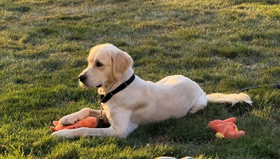 chester25066 foster1