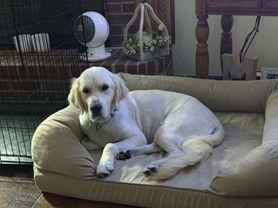 chester25066 foster2